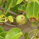 Image for article titled 10 of the World's Deadliest Plants — And How They Kill You